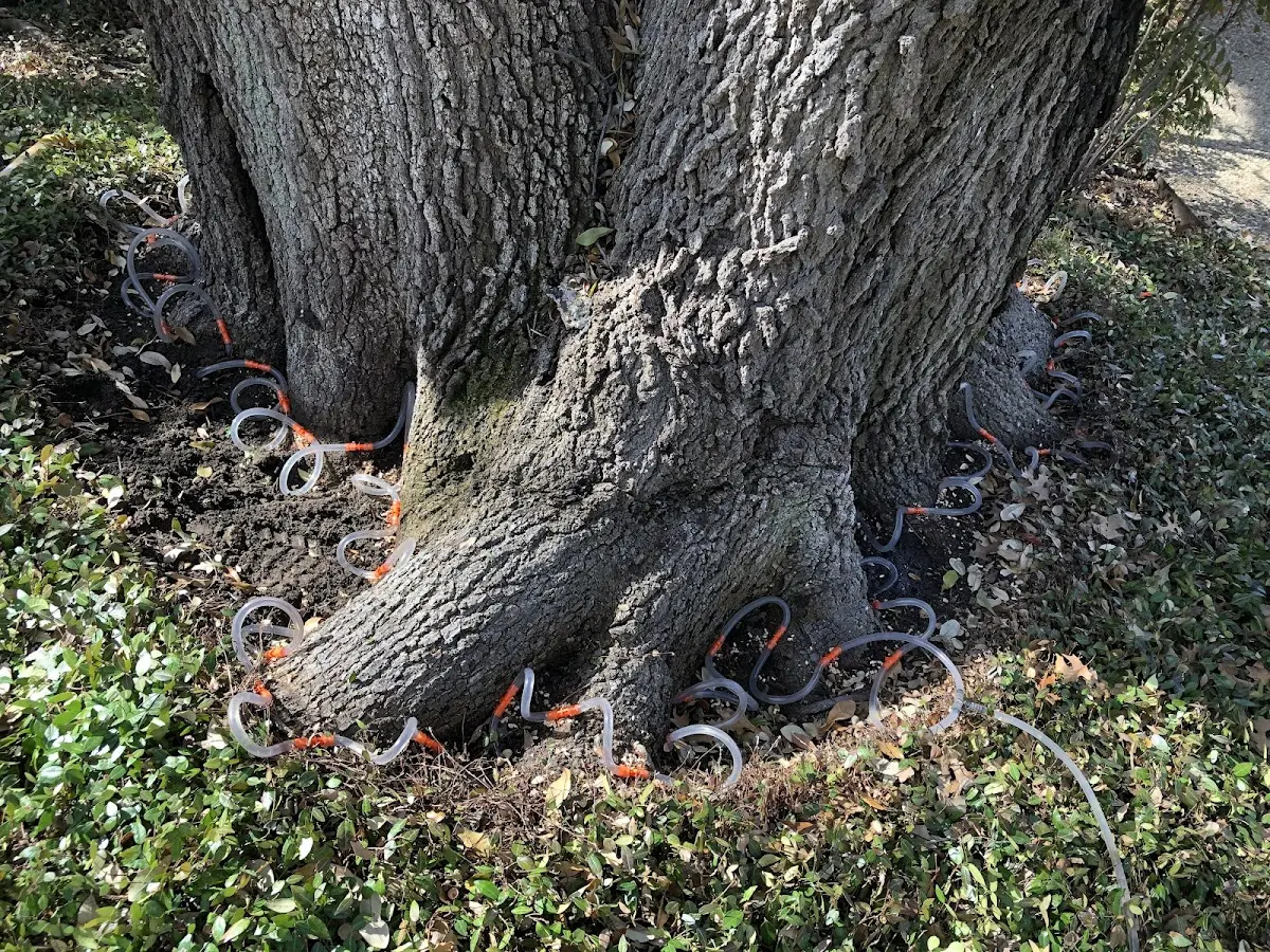 Detailed Tree Cabling and Bracing job site in Blanca