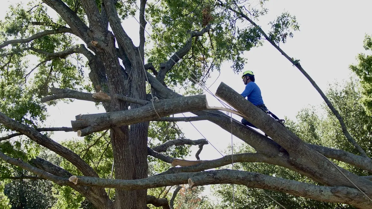 Professional Hazardous Tree Removal performed by certified arborists in Blanca