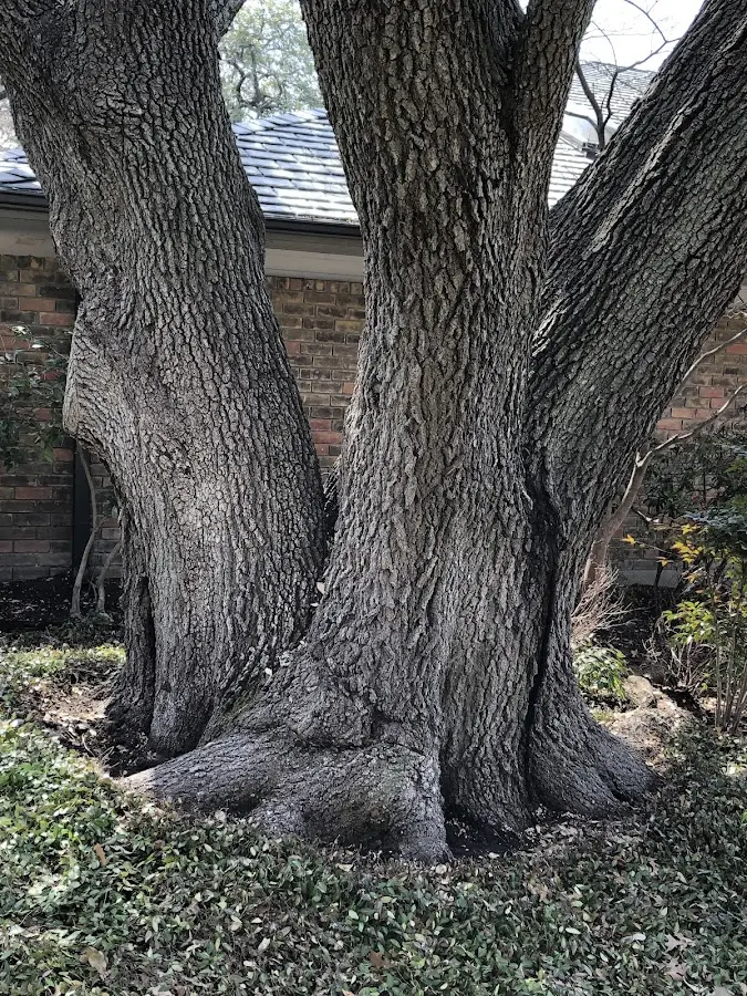 Mature heritage tree close to a Blanca property cared for by certified arborists